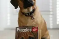 Puggles are cute